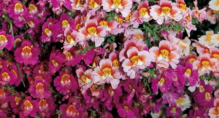 Picture for category Schizanthus